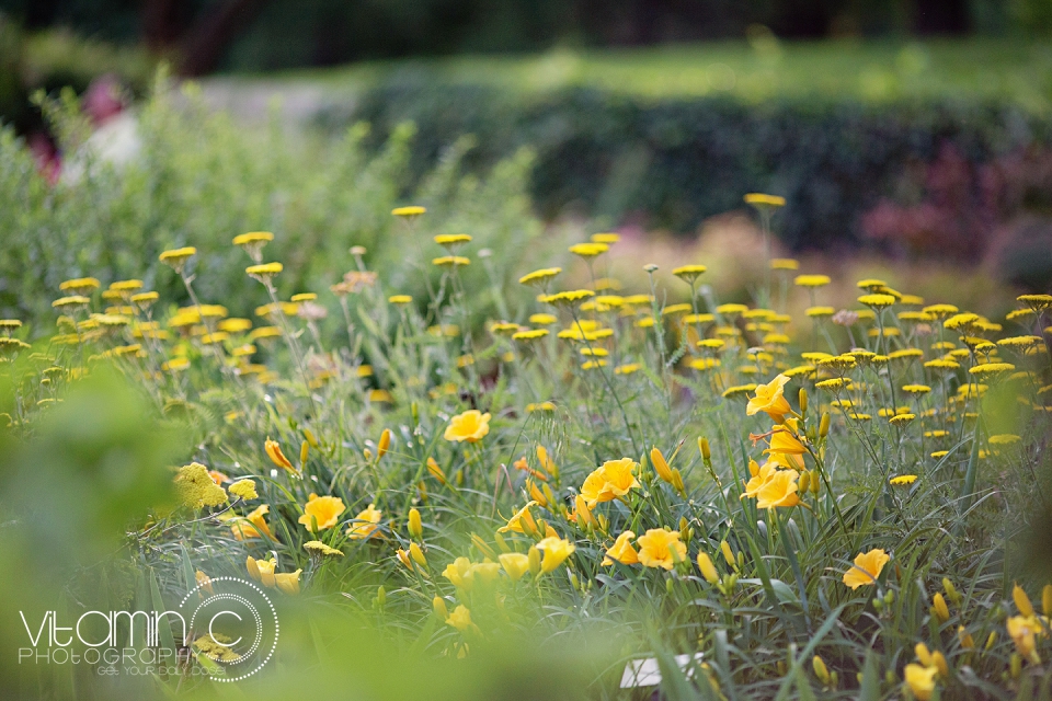 Botanica Gardens Wedding Photographer Wedding Photography_1172